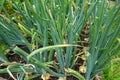 Onion cultivation on raised beds in the backyard garden. onion bulb forming. leaf detail