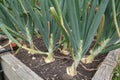 Onion cultivation on raised beds in the backyard garden. onion bulb forming. leaf detail