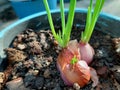 Onion cultivation. Young shallot green plants are growing.