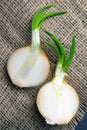 Onion cut in half stands on a burlap. Top views Royalty Free Stock Photo