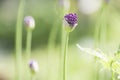 Onion decorative, bud close-up Royalty Free Stock Photo