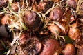 Onion disease concept. close-up of shriveled spoiled onion