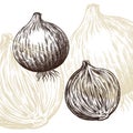 Onion draw engraving vector illustration