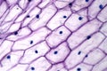 Onion epidermis with large cells under light microscope Royalty Free Stock Photo