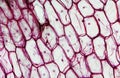 Onion epidermus micrograph