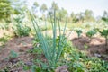 Onion Farm Landscape Vegetation Agriculture Fields Meadows Nature Trees Blue Sky Farming In Kakamega County Kenya East Africa Royalty Free Stock Photo