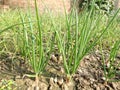 Onion farming in house campus paingari, nawada bihar