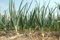 Onion field