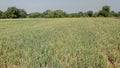 Onion field of India`s village