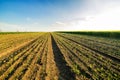 Onion field, maturing at spring. Royalty Free Stock Photo