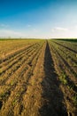 Onion field, maturing at spring. Royalty Free Stock Photo