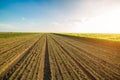 Onion field, maturing at spring. Royalty Free Stock Photo