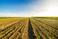 Onion field, maturing at spring. Royalty Free Stock Photo