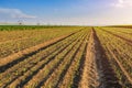 Onion field, maturing at spring. Royalty Free Stock Photo