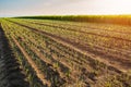 Onion field, maturing at spring. Royalty Free Stock Photo