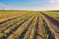 Onion field, maturing at spring. Royalty Free Stock Photo