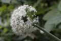 Onion fields in garden. Fresh onion flower macro shot.