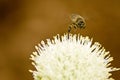 Onion flower Royalty Free Stock Photo