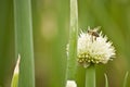 Onion flower