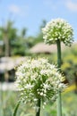 Onion flower Royalty Free Stock Photo