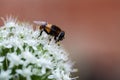 Onion flower with bee closeup Royalty Free Stock Photo