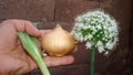 Onion flower. blooming onion, alliums. Green onion. life cycle of onions. Stages of onion development. white onion flowers stalk, Royalty Free Stock Photo