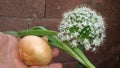 Onion flower. blooming onion, alliums. Green onion. life cycle of onions. Stages of onion development. white onion flowers stalk, Royalty Free Stock Photo