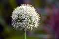 Onion flower Royalty Free Stock Photo