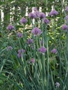 Onion Flower in Garden