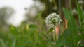 Onion flower on green blur background, close up photo of growing onion vegetable Royalty Free Stock Photo