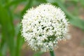 Onion flower head Royalty Free Stock Photo