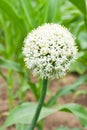 Onion flower head Royalty Free Stock Photo