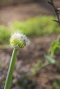 Onion flower with bee in garden Royalty Free Stock Photo