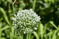 Onion flower seed head Royalty Free Stock Photo