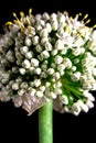 Onion flower with seeds