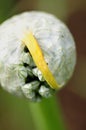 A close up view of an onion flower breaking out of its she Royalty Free Stock Photo