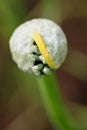 A close up view of an onion flower breaking out of its sheath. Royalty Free Stock Photo