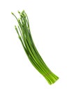 Onion flower stem on white background Royalty Free Stock Photo