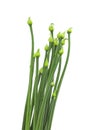 Onion flower stem on white background with clipping path Royalty Free Stock Photo