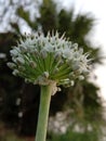 Onion flower whorl like flower Liliaceae