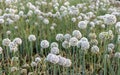 Onion flowering seed pods in the summer Royalty Free Stock Photo