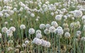 Onion flowering seed pods in the summer