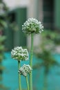 Onion flowers Allium cepa and blur background Royalty Free Stock Photo