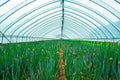 Onion flowers blossom in greenhouse