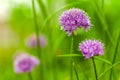 Onion flowers with rain drops on it