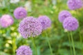 Onion flowers in the spring garden Royalty Free Stock Photo