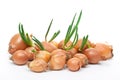 Onion with fresh green sprout Royalty Free Stock Photo