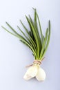 Onion with fresh green sprout Royalty Free Stock Photo