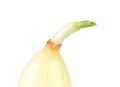 Onion with fresh green sprout. Royalty Free Stock Photo