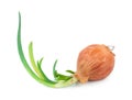 Onion with fresh green sprout Royalty Free Stock Photo